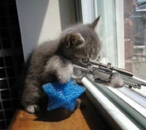 it is I - rifle cat